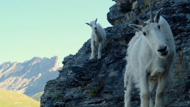Illustration for article titled Look, By Now We’ve All Seen Pictures Of Mountain Goats On Incredibly Steep Inclines So Don’t Complain When These 6 Photos Don’t Blow You Away